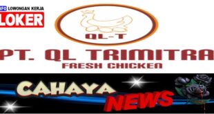 Lowongan kerja dan Gaji PT QL Trimitra Cianjur, peternakan ayam potong